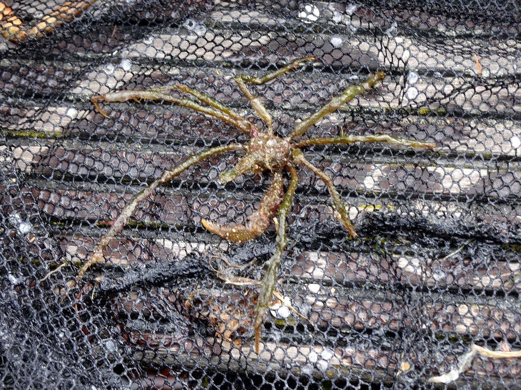 Sea spider at Camping and Villa Park De Paardekreek