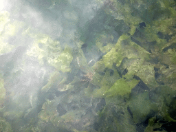 Sea spider in the water at Camping and Villa Park De Paardekreek