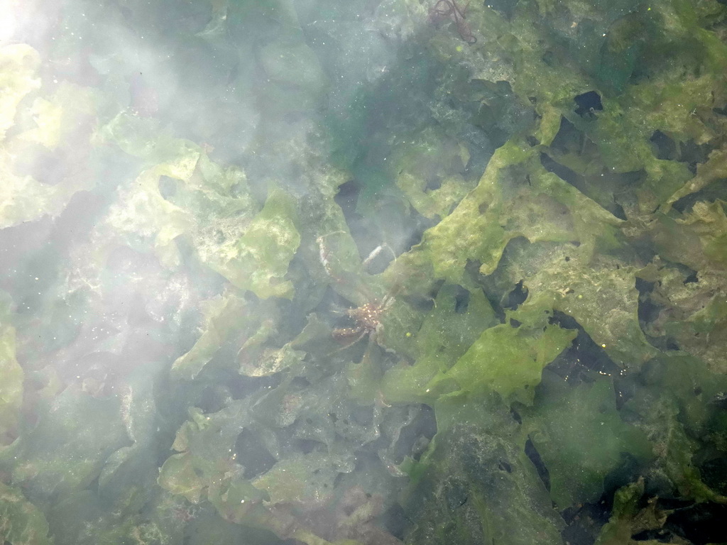 Sea spider in the water at Camping and Villa Park De Paardekreek