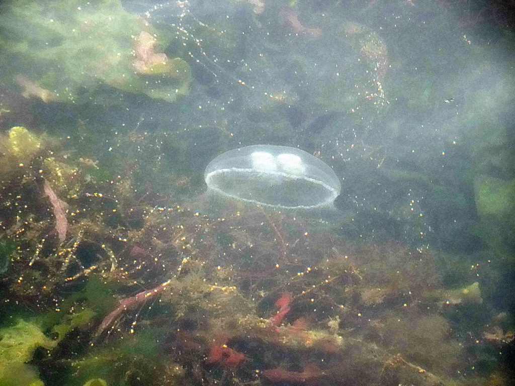 Jellyfish in the water at Camping and Villa Park De Paardekreek