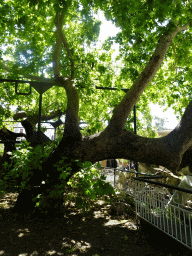 Tree of Hippocrates at the Platía Platanou square