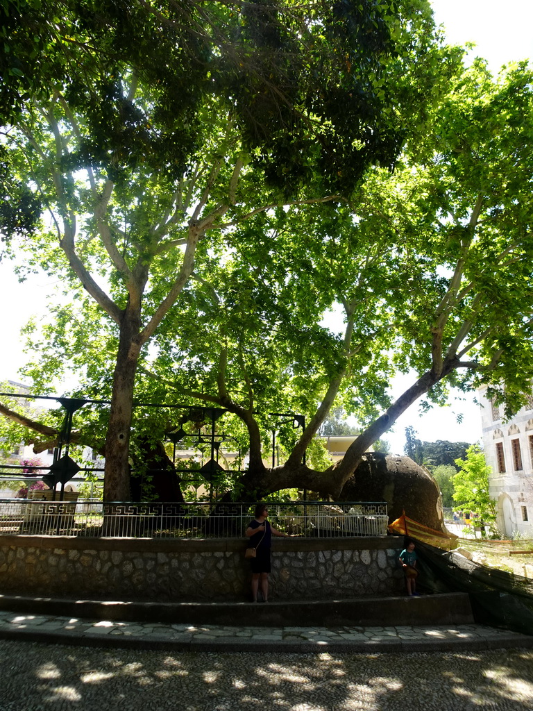 Miaomiao with the Tree of Hippocrates at the Platía Platanou square