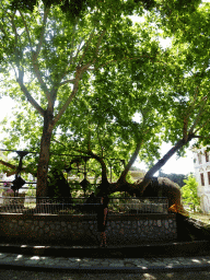 Miaomiao with the Tree of Hippocrates at the Platía Platanou square