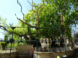 Tree of Hippocrates at the Platía Platanou square