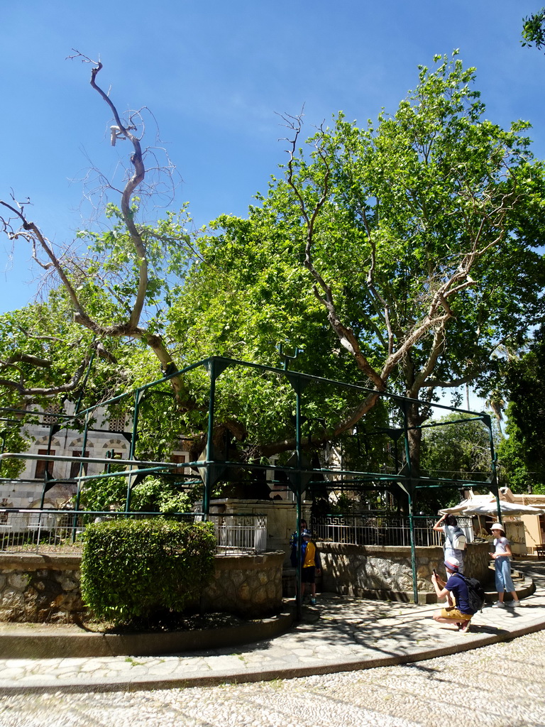 Tree of Hippocrates at the Platía Platanou square