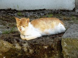 Cat at the Mesologiou Street