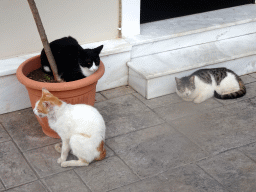 Cats in front of the Church at the Blue Lagoon Resort