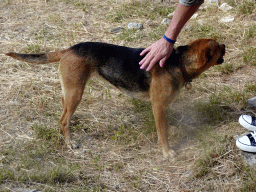 Dog at the lower level of the Asclepeion