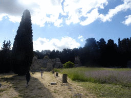 Tree and ruins at the First Terrace of the Asclepeion