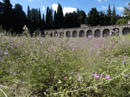 Flowers and ruins at the First Terrace of the Asclepeion
