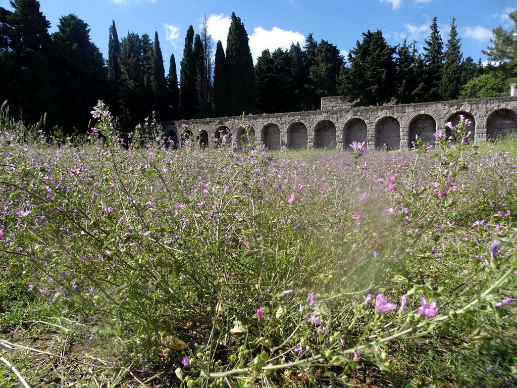 Flowers and ruins at the First Terrace of the Asclepeion