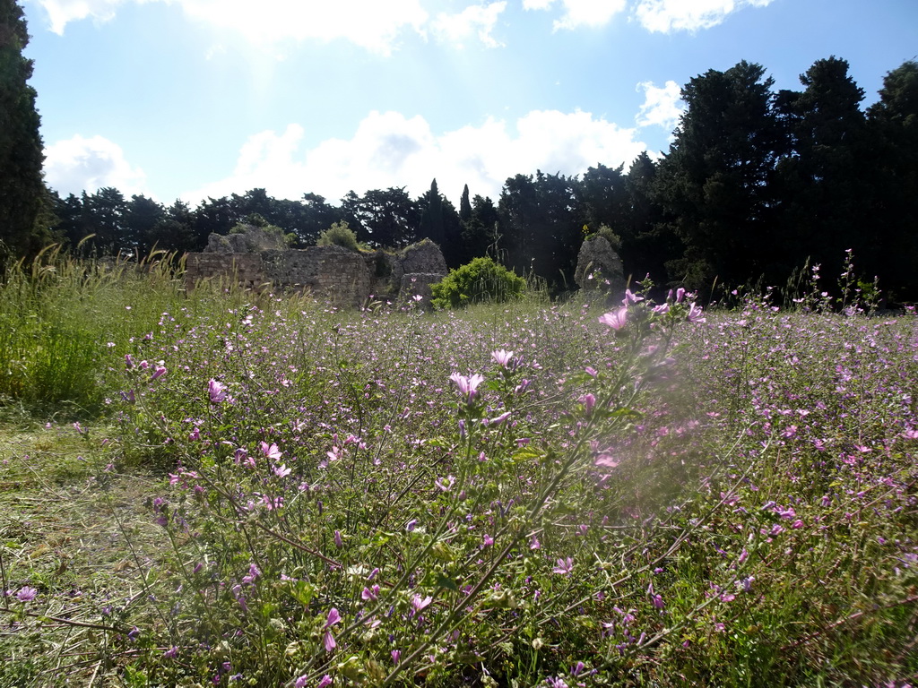 Flowers and ruins at the First Terrace of the Asclepeion