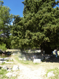 Trees and ruins at the Third Terrace of the Asclepeion