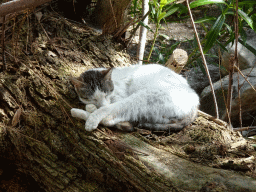 Cat on the path from the Asclepeion to the parking lot