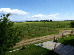 Vineyards of the Triantafyllopoulos Winery
