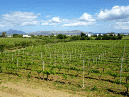 Vineyards of the Triantafyllopoulos Winery
