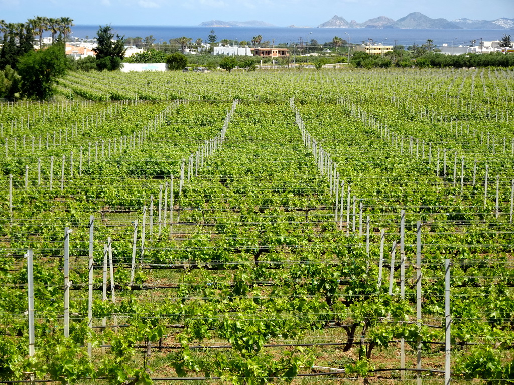 Vineyards of the Triantafyllopoulos Winery