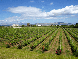 kos_404 - 440 kb - 1024x768 - Vineyards of the Triantafyllopoulos Winery Vineyards of the Triantafyllopoulos Winery