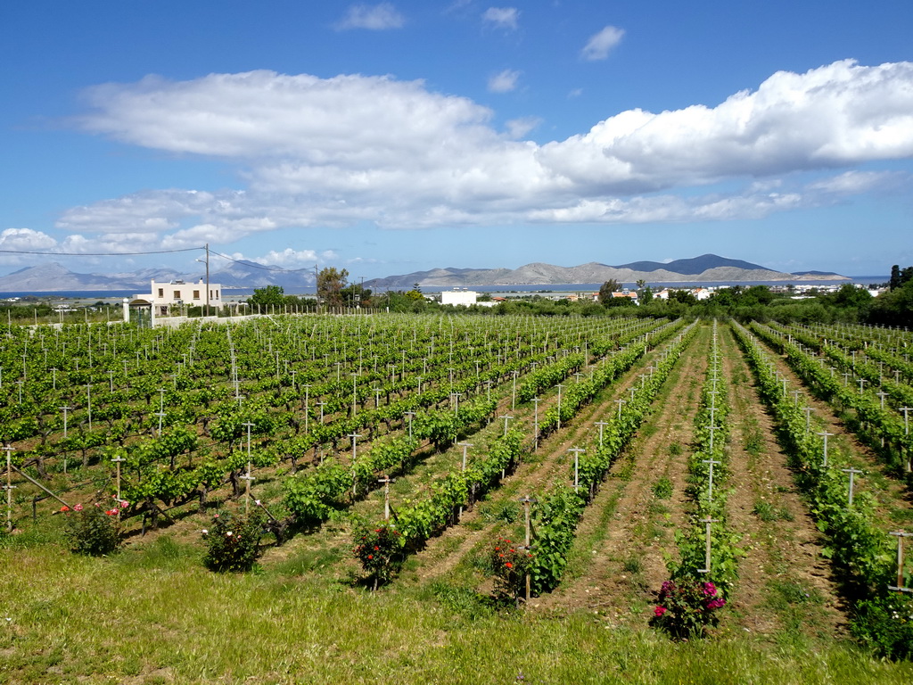 Vineyards of the Triantafyllopoulos Winery