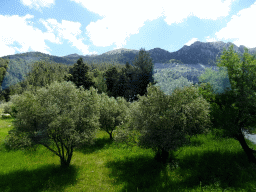 Trees and Mount Dikeos, viewed from the tour bus at the town of Zia