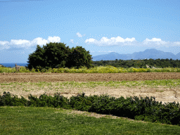 Donkey on the farmland near the Melissa Honey Farm at the east side of the town of Kefalos, and the island of Nisiros