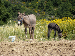 Donkeys on the farmland near the Melissa Honey Farm at the east side of the town of Kefalos