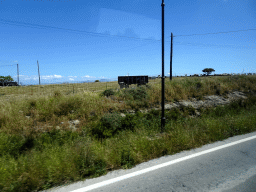 Sheep in a farmland alongside the Eparchiakis Odou Ko-Kefalou street, viewed from the tour bus