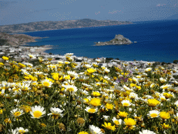 Flowers at the viewing point at the north side of the town of Kefalos, with a view on the Aegean Sea and the island of Palaiokastro