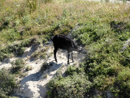 Goat near the viewing point at the north side of the town of Kefalos