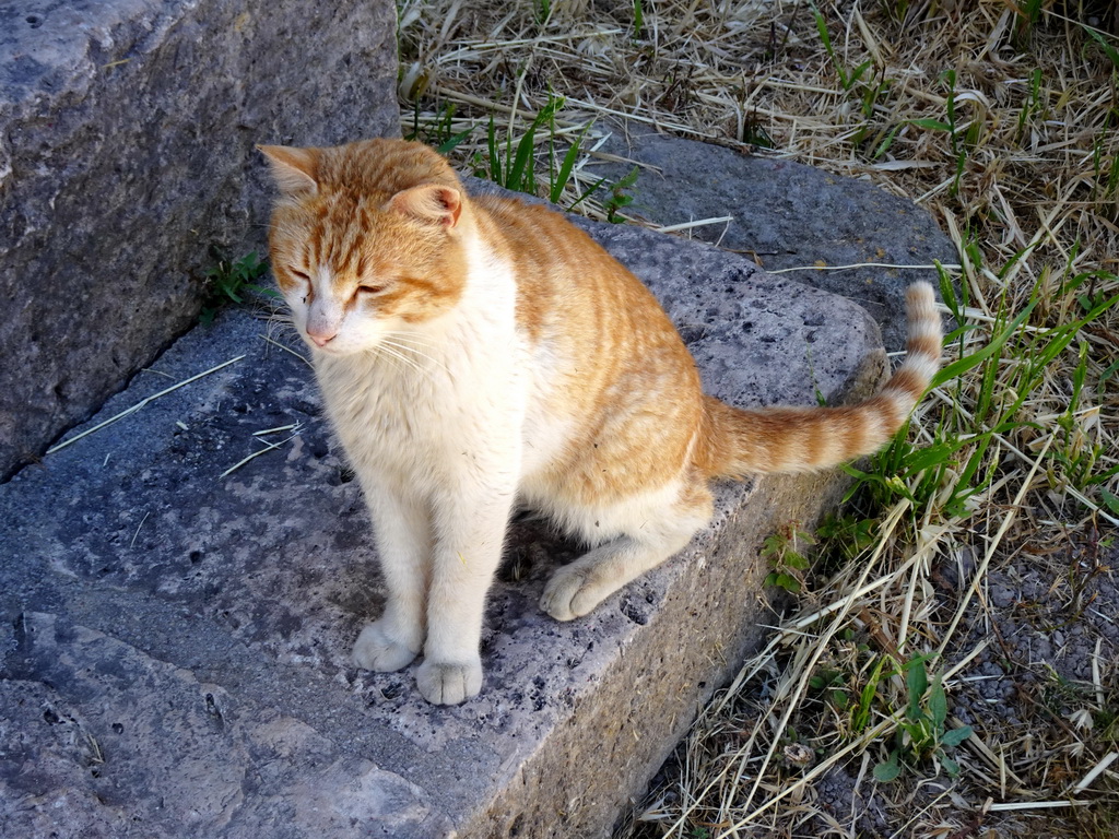 Cat at the steps at the entrance to the Casa Romana museum