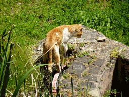 Cat in the Garden at the Large Peristyle at the Casa Romana museum, viewed from the Upper Floor