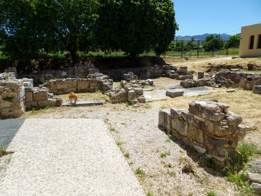 Ruins and cat at the south side of the Casa Romana museum