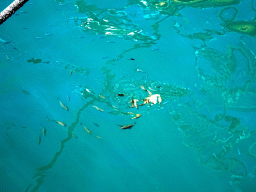 Fish in the Limenas Ko harbour