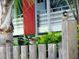 Sparrows at the Children`s Pool at the Blue Lagoon Resort