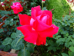 Flower at the Blue Lagoon Resort