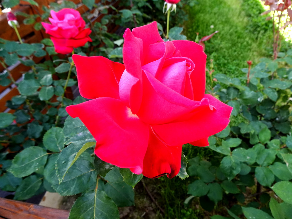 Flower at the Blue Lagoon Resort