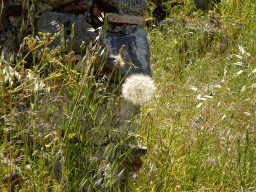 Dandelion next to the Paved Road at the West Archaeological Site