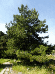 Tree at the West Archaeological Site