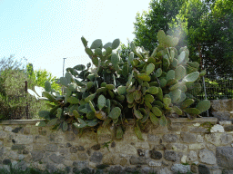 Cactuses at the north side of the Roman Odeum