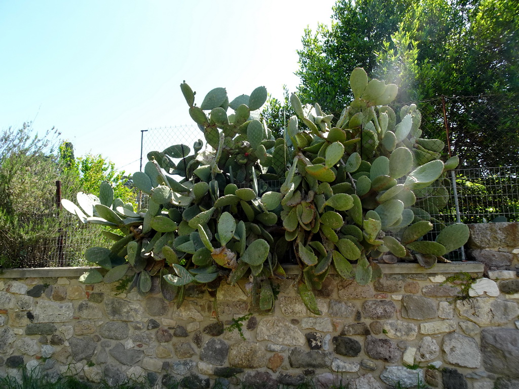 Cactuses at the north side of the Roman Odeum