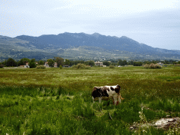 Cow in a grassland and Mount Dikeos, viewed from the crossing of the Olympias and Odas Riminiton streets