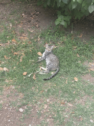 Cat at the Cat Park
