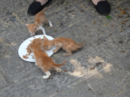 Kittens eating at the Cat Park