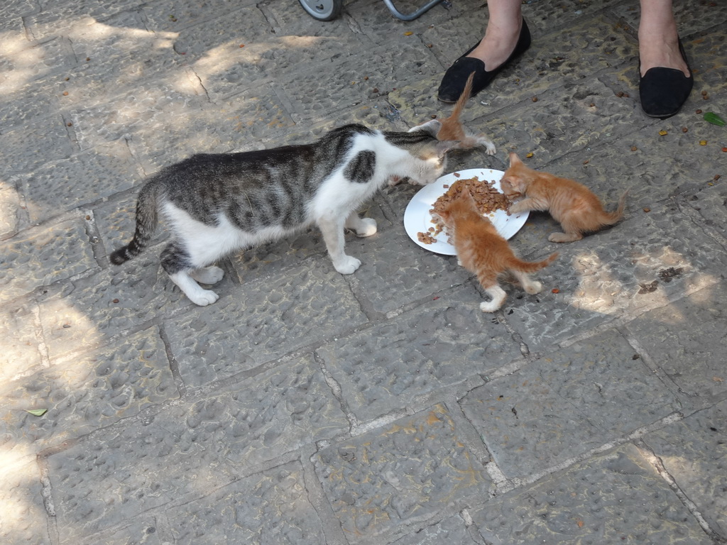 Cat and kittens eating at the Cat Park