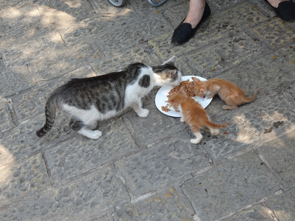 Cat and kittens eating at the Cat Park