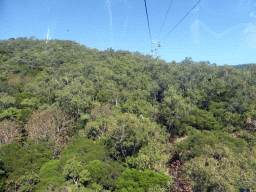 Tropical rainforest west of Smithfield, viewed from the Skyrail Rainforest Cableway gondola