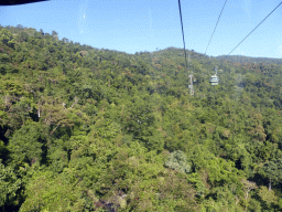 Tropical rainforest west of Smithfield, viewed from the Skyrail Rainforest Cableway gondola