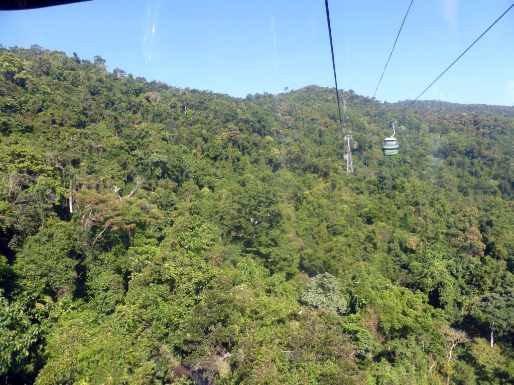 Tropical rainforest west of Smithfield, viewed from the Skyrail Rainforest Cableway gondola