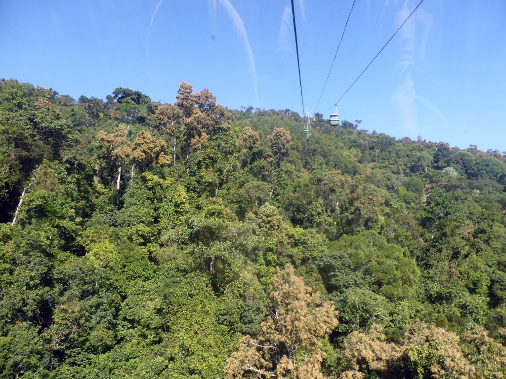 Tropical rainforest west of Smithfield, viewed from the Skyrail Rainforest Cableway gondola