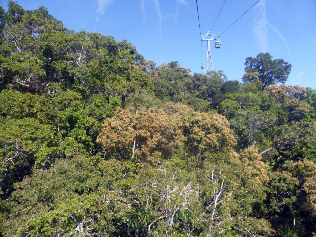 Tropical rainforest west of Smithfield, viewed from the Skyrail Rainforest Cableway gondola